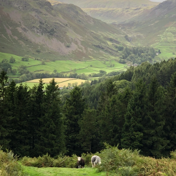 Paysage pastoral avec des moutons paissant devant une forêt de conifères avec des collines verdoyantes en arrière-plan.