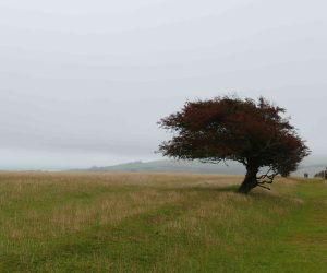 Arbre solitaire avec des feuilles rouges dans une vaste prairie sous un ciel couvert, évoquant une atmosphère paisible et mélancolique.